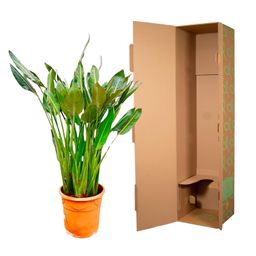 Strelitzia Reginae XL - 160cm - ⌀30 (8721055694151)