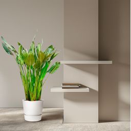 Strelitzia Reginae XL - 160cm - ⌀30 (8721055694151)