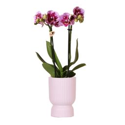 Roze paarse phalaenopsis orchidee - El Salvador + Diabolo pink (8785279221371)