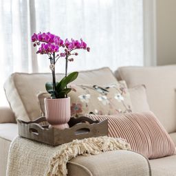 Roze paarse phalaenopsis orchidee - El Salvador + Diabolo pink (8785279221371)