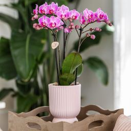 Roze paarse phalaenopsis orchidee - El Salvador + Diabolo pink (8785279221371)