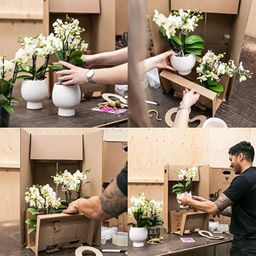 Roze paarse phalaenopsis orchidee - El Salvador + Diabolo pink (8785279221371)