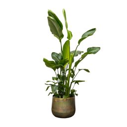 Strelitzia Nicolai de luxe XXL - 250cm - ø40 (8721055694144)