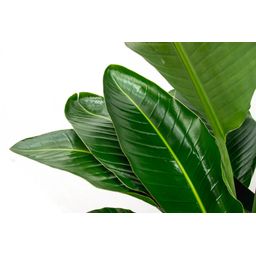 Strelitzia Nicolai de luxe XXL - 250cm - ø40 (8721055694144)