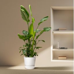 Strelitzia Nicolai de luxe XXL - 250cm - ø40 (8721055694144)