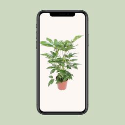 Schefflera Actinophylla Amate (18234)