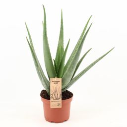 Aloe Vera (17922)