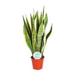 Sansevieria Trifasciata Laurentii (15897)