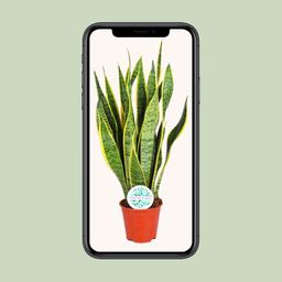 Sansevieria Trifasciata Laurentii (15897)
