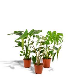Monstera Deliciosa - Alocasia Zebrina - Strelitzia Nicolai (8720955320092)
