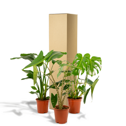 Monstera Deliciosa - Alocasia Zebrina - Strelitzia Nicolai (8720955320092)