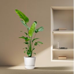 Strelitzia Nicolai - 180-200 cm - ø25-30 (8721055694113)