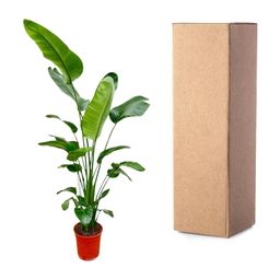 Strelitzia Nicolai - 180-200 cm - ø25-30 (8721055694113)