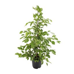 Ficus benjamina Goldenking (8720634289283)