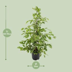 Ficus benjamina Goldenking (8720634289283)