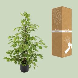 Ficus benjamina Goldenking (8720634289283)