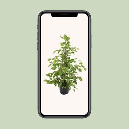 Ficus benjamina Goldenking (8720634289283)