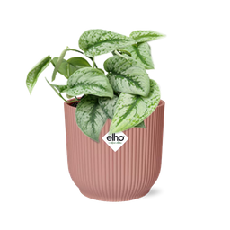Scindapsus Pictus ‘Trebie’ in ELHO Vibes Fold 14cm roze (21717)