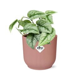 Scindapsus Pictus ‘Trebie’ in ELHO Vibes Fold 14cm roze (21717)