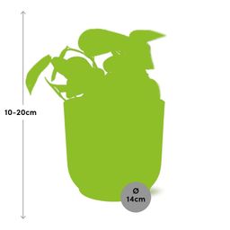 Scindapsus Pictus ‘Trebie’ in ELHO Vibes Fold 14cm roze (21717)