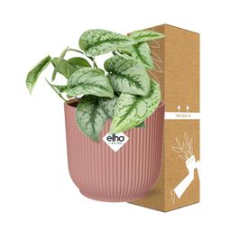 Scindapsus Pictus ‘Trebie’ in ELHO Vibes Fold 14cm roze (21717)