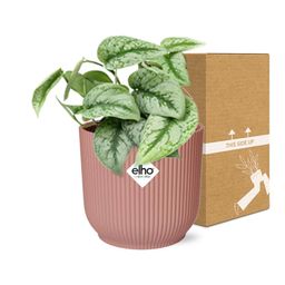Scindapsus Pictus ‘Trebie’ in ELHO Vibes Fold 14cm roze (21717)