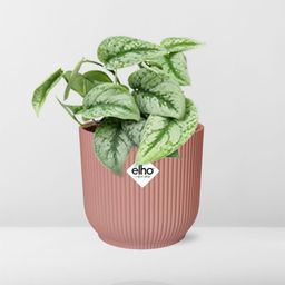 Scindapsus Pictus ‘Trebie’ in ELHO Vibes Fold 14cm roze (21717)