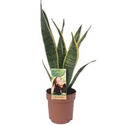 Sansevieria Laurentii (9691)