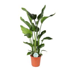 Strelitzia Nicolai (15835)