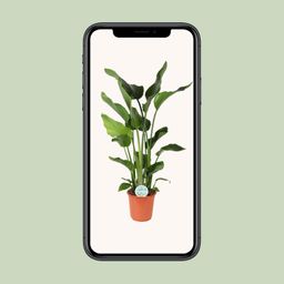 Strelitzia Nicolai (15835)