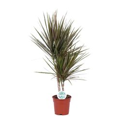 Dracaena Bicolor (19116)