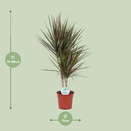 Dracaena Bicolor (19116)