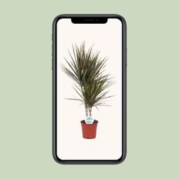 Dracaena Bicolor (19116)