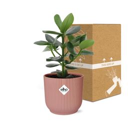 Clusia Princess in ELHO Vibes Fold 14cm roze (21711)