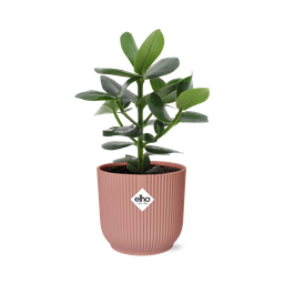 Clusia Princess in ELHO Vibes Fold 14cm roze (21711)