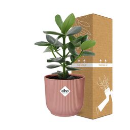 Clusia Princess in ELHO Vibes Fold 14cm roze (21711)