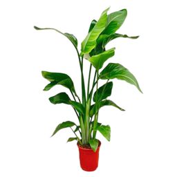 Strelitzia Nicolai - 80-100 cm - ø17 (8721055691815)