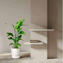 Strelitzia Nicolai - 80-100 cm - ø17 (8721055691815)