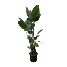 Strelitzia Nicolai XXL - 250 cm - ø50 (8721055694137)