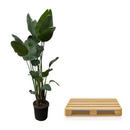 Strelitzia Nicolai XXL - 250 cm - ø50 (8721055694137)