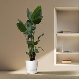 Strelitzia Nicolai XXL - 250 cm - ø50 (8721055694137)