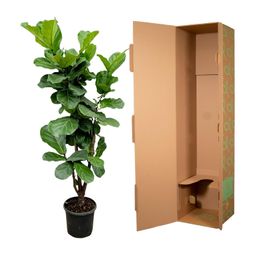 Ficus Lyrata vertakt - 180cm - ⌀32 (8721055693499)