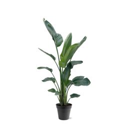 Strelitzia Nicolai XXL - 190 - 225 cm - ø27-ø30 (8721055694120)