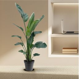 Strelitzia Nicolai XXL - 190 - 225 cm - ø27-ø30 (8721055694120)