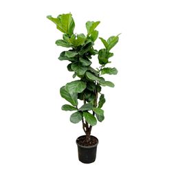 Ficus Lyrata vertakt - 180cm - ⌀32 (8721055693499)
