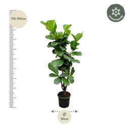 Ficus Lyrata vertakt - 180cm - ⌀32 (8721055693499)