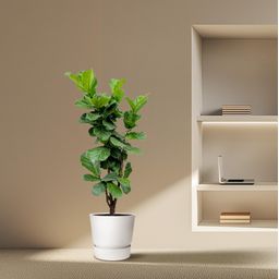 Ficus Lyrata vertakt - 180cm - ⌀32 (8721055693499)