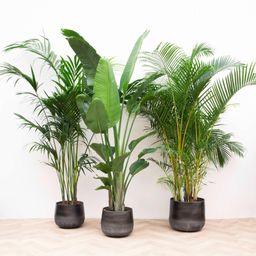 Voordeelpakket XXL - Kentia 200 cm, Strelitzia Nicolai 225 cm, Areca 200 cm (14137)