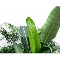 Voordeelpakket XXL - Kentia 200 cm, Strelitzia Nicolai 225 cm, Areca 200 cm (14137)