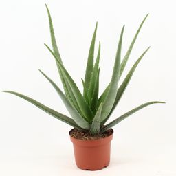 Aloe Vera (17930)